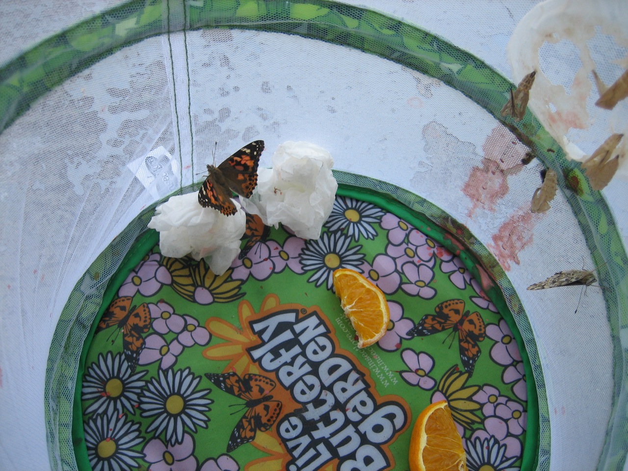 Insect Lore Giveaway! (Closed)