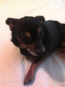 dog sweater