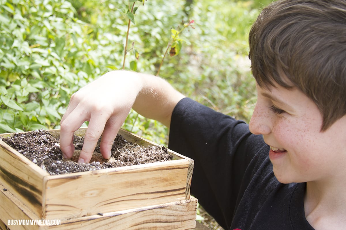 How to Plant a Salsa Garden with Kids