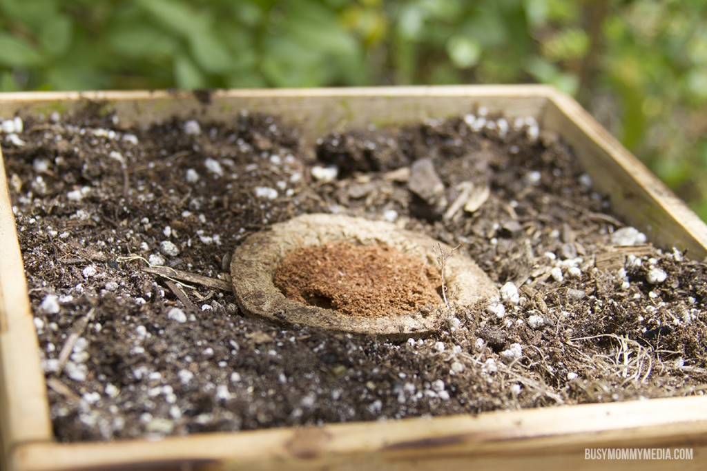 How to Plant a Salsa Garden with Kids