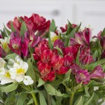 Mother's Day flowers