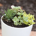 DIY Succulent Planter for Kids