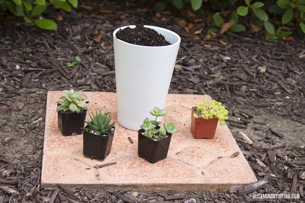 DIY Succulent Planter for Kids