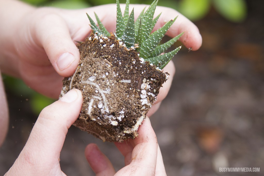 DIY Succulent Planter for Kids
