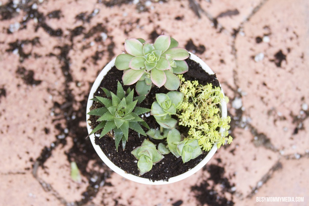 DIY Succulent Planter for Kids