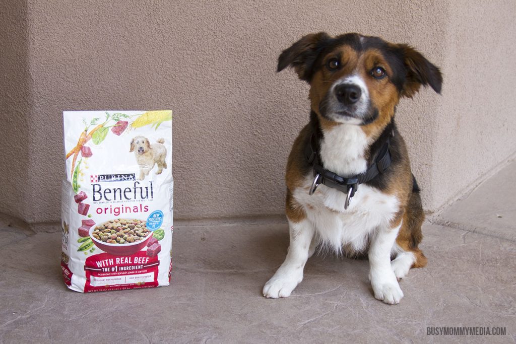 Beneful Dog Food