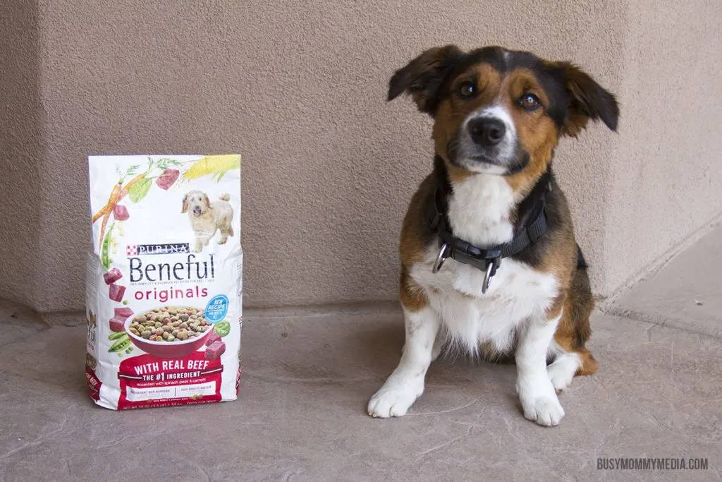 DIY Tennis Ball Sock Dog Toy