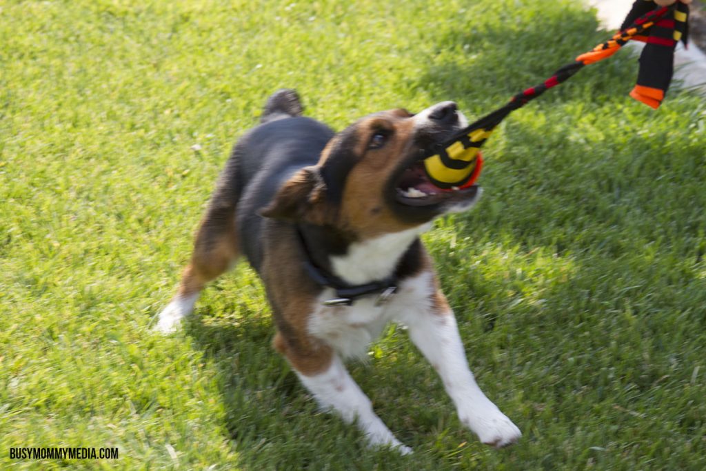 DIY Dog Toy