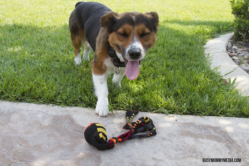 DIY Dog Toy