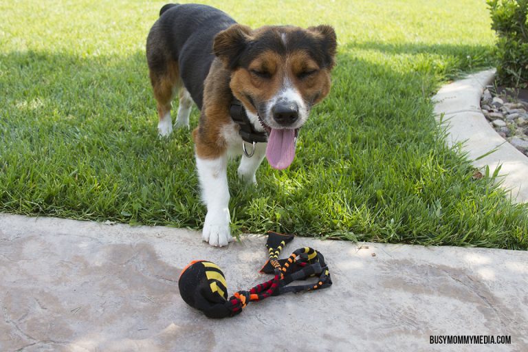 DIY Dog Toy
