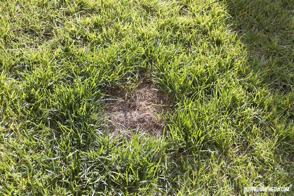 dead spots in lawn