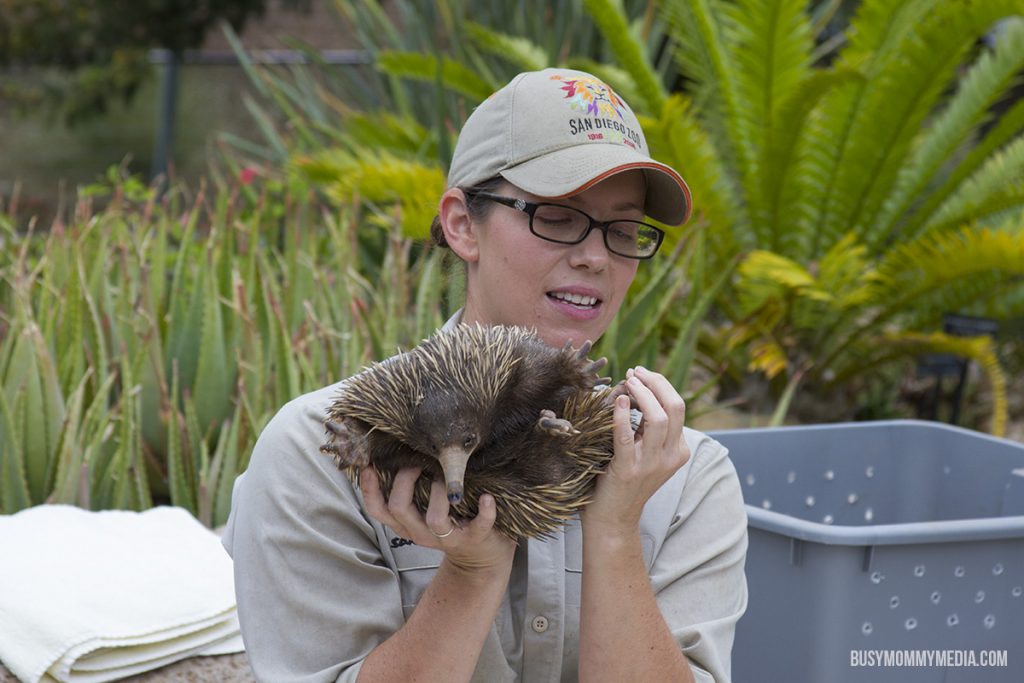 animal meet and greet at the San Diego Zoo