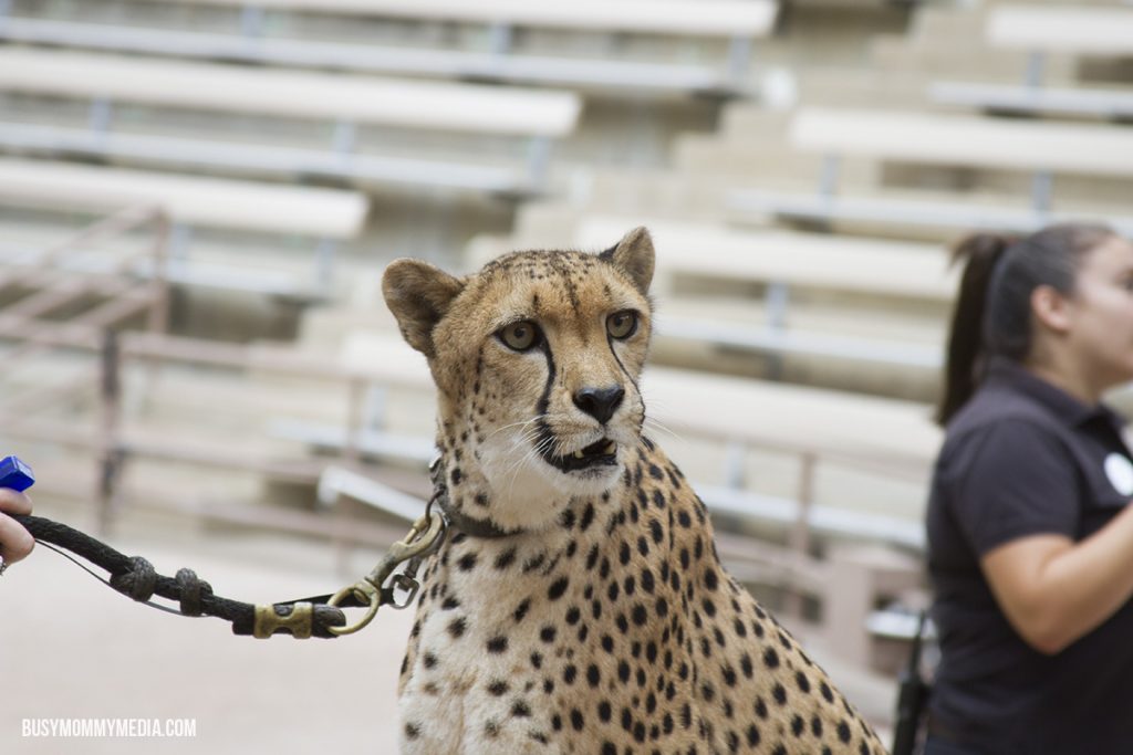 Cheetah at the San Diego Zoo