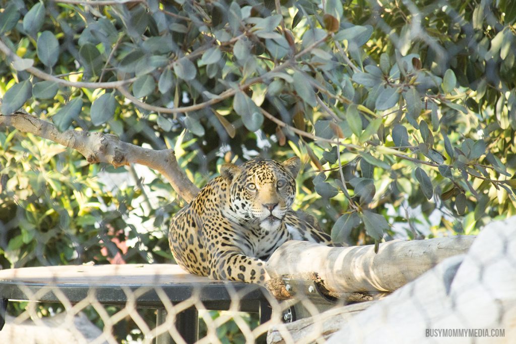 San Diego Zoo sleepover