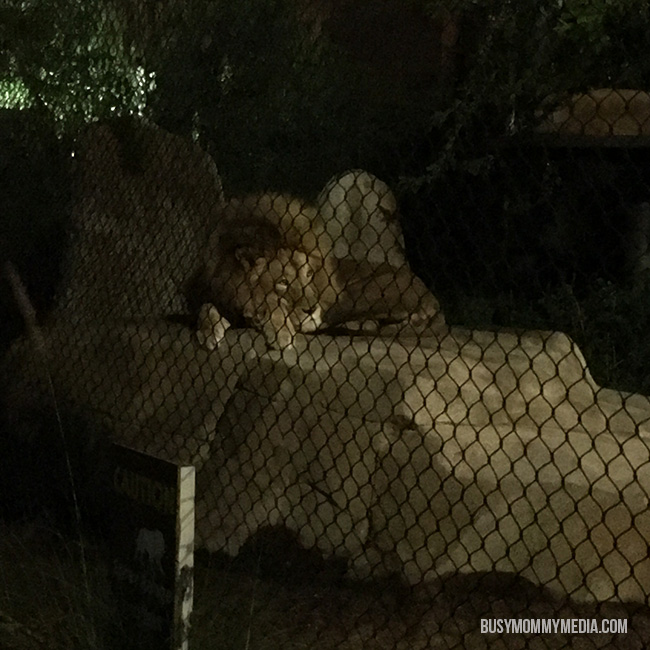 San Diego Zoo at night