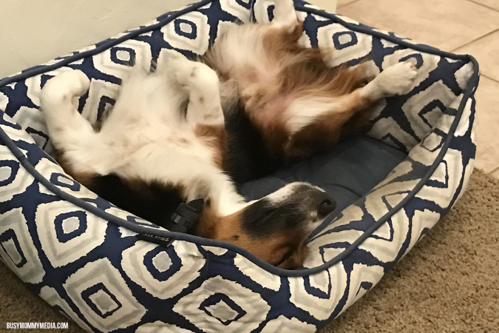 Spoiled Dog