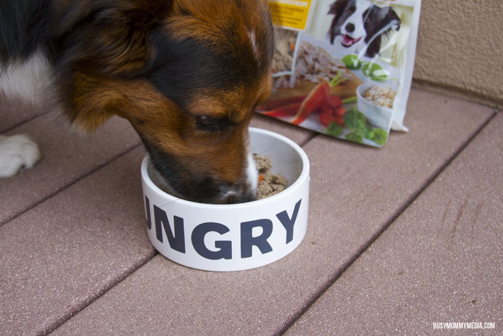 Freshpet dog food 