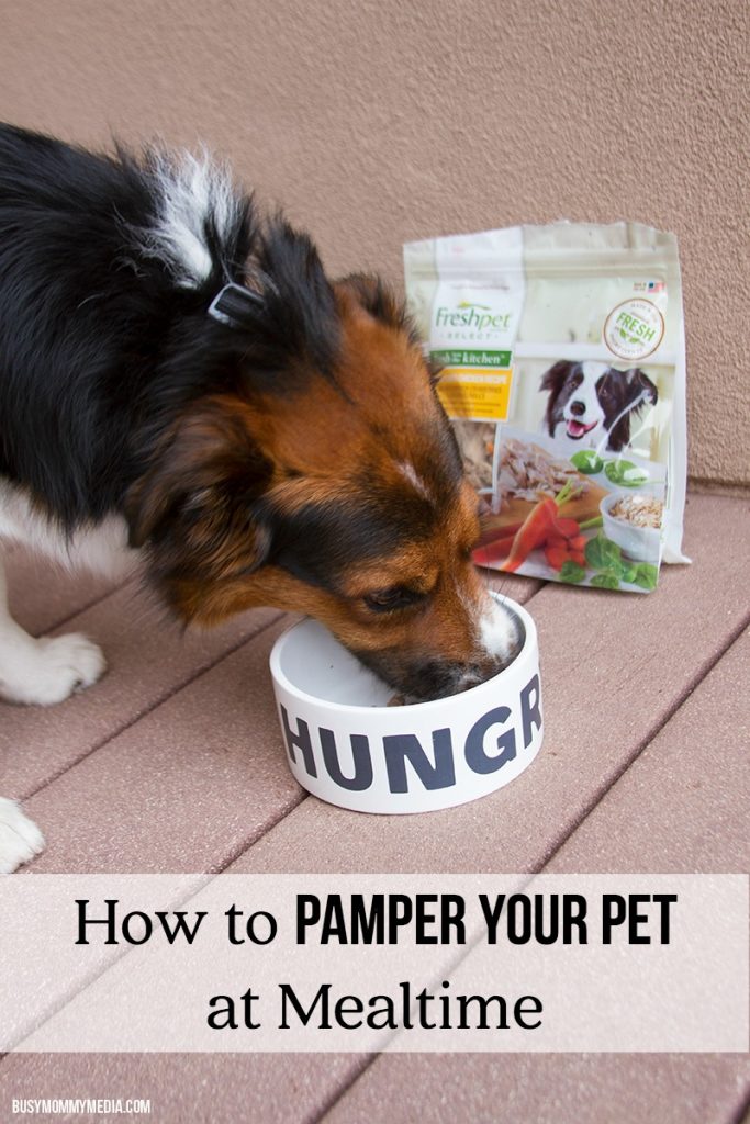 How to Pamper your Pet at Mealtime