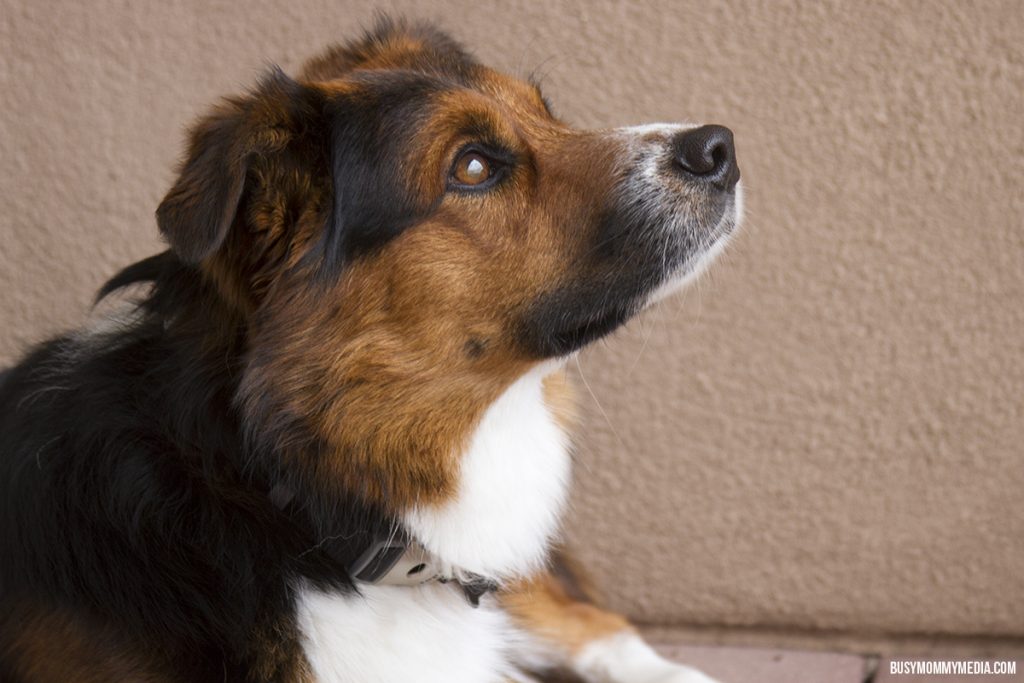 Ted the Dog