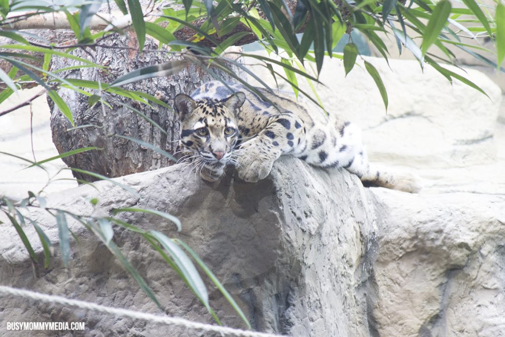 Loveland Living Planet Aquarium Leopard 