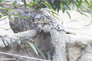 A Visit to The Loveland Living Planet Aquarium