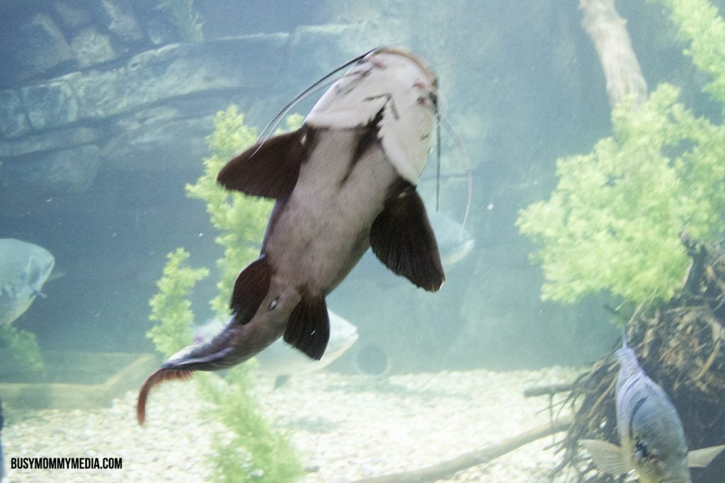 Loveland Living Planet Aquarium