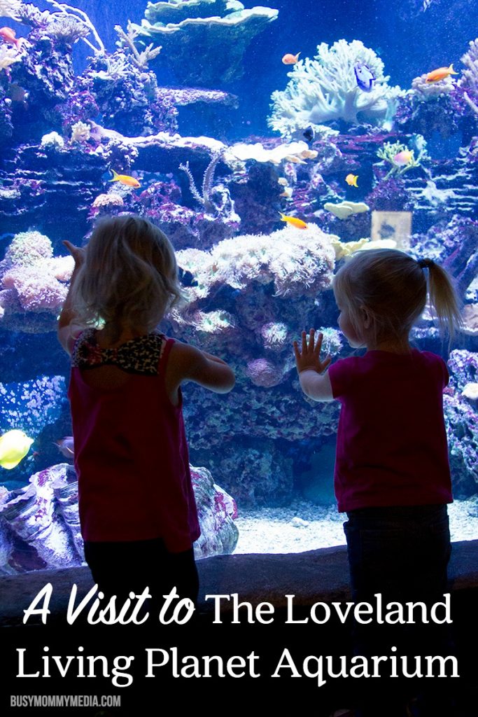 A Visit to The Loveland Living Planet Aquarium