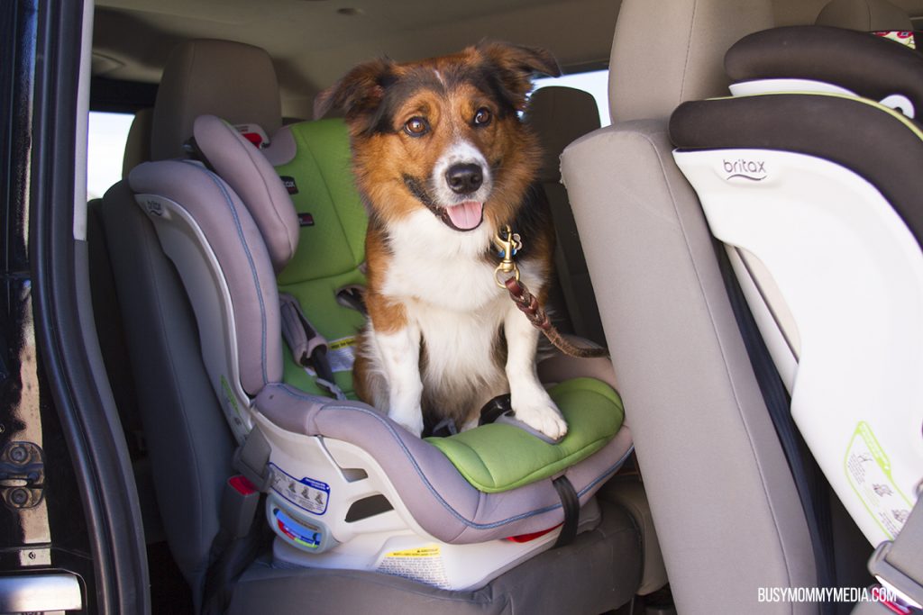 Traveling with pets