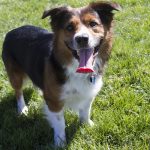 dog picture