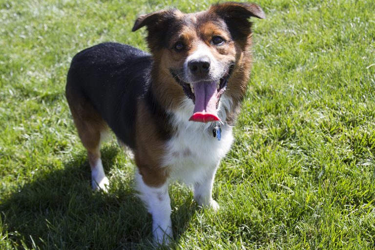 dog picture