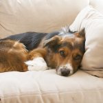 Milkbone Gifmaker