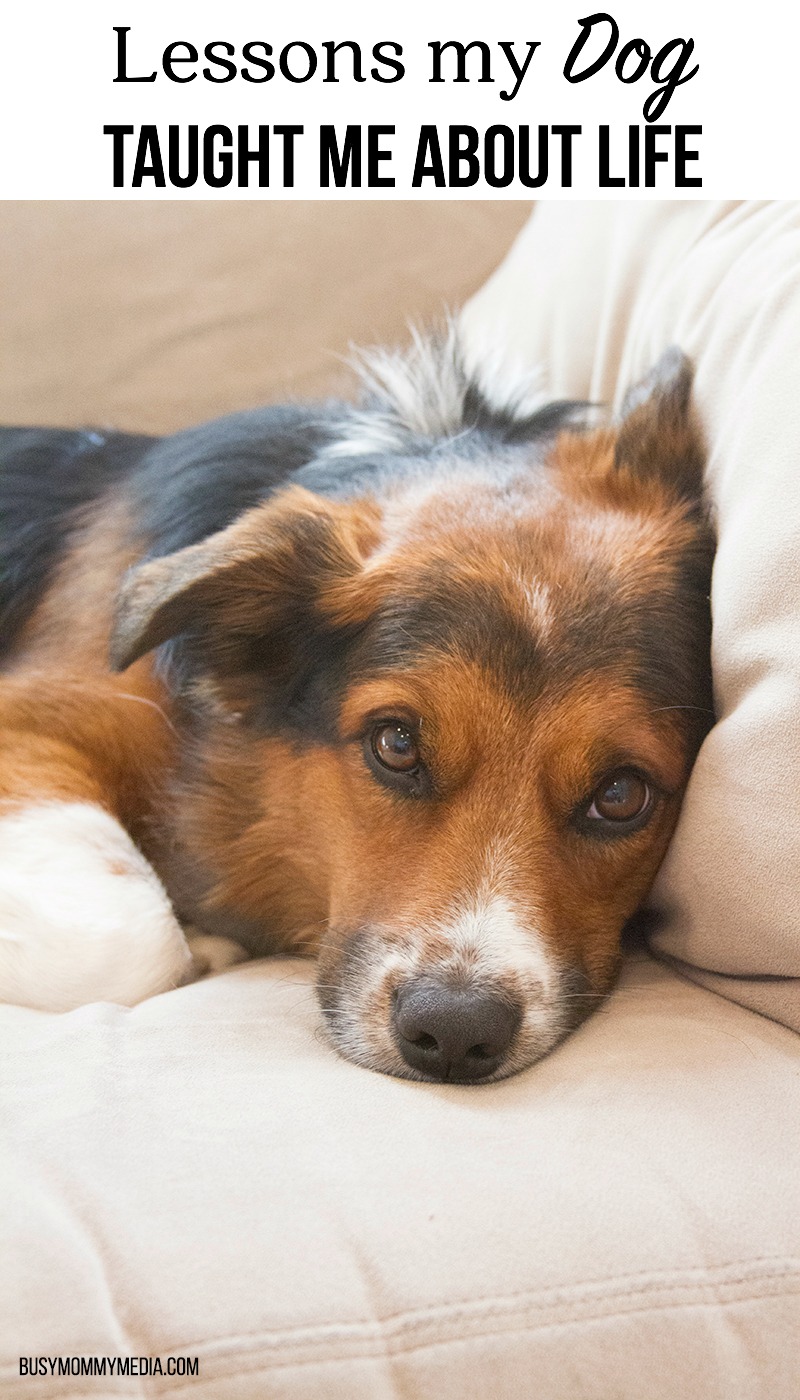 7 Lessons my Dog Taught Me About Life