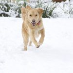 Golden Retriever in Snow