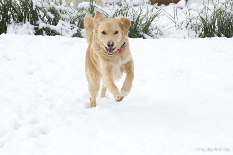Golden Retriever in Snow