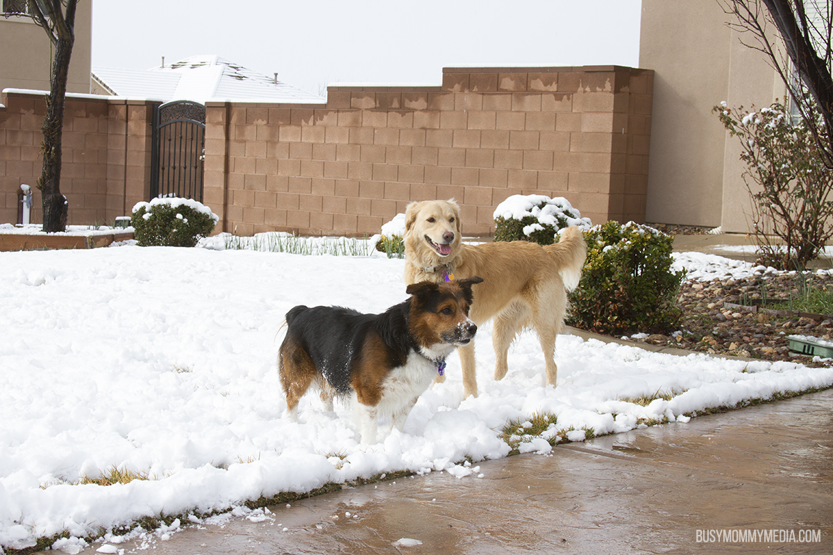 Dogs in the snow