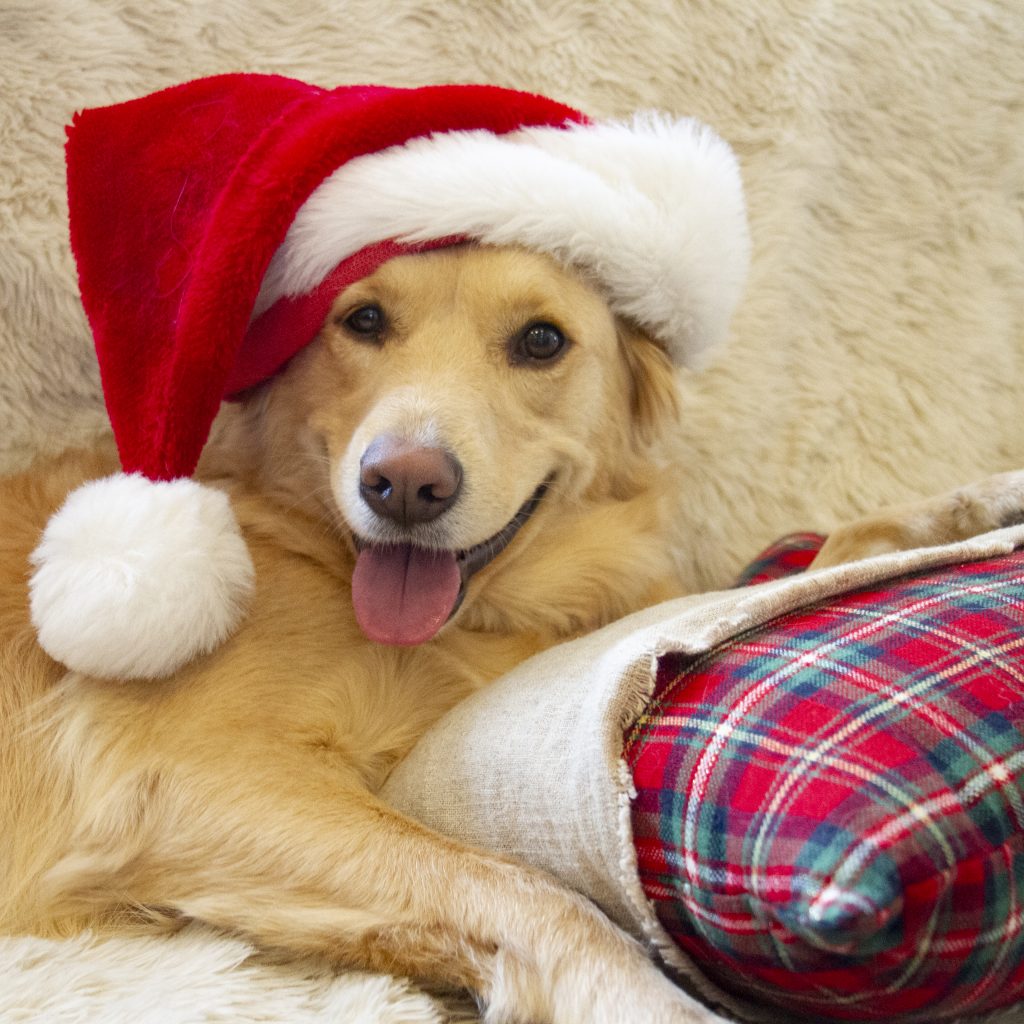 Dog DNA Test Results