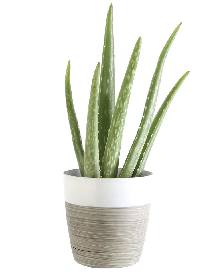 aloe vera plant
