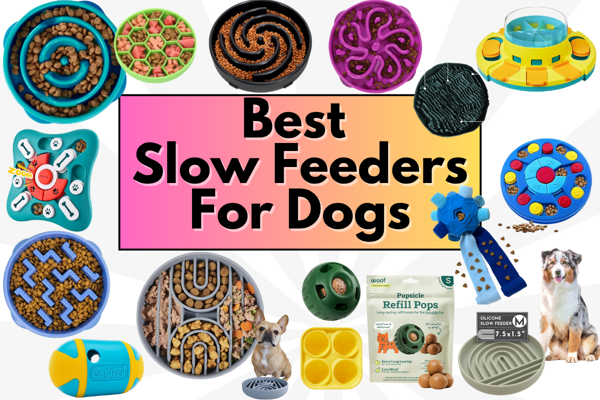 Best Slow Feeders for Dogs