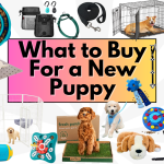 What to Buy for a New Puppy